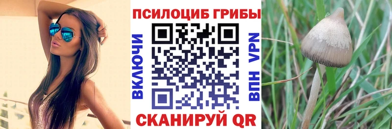 Псилоцибиновые грибы прущие грибы Оса